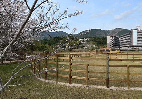 ホースサークル